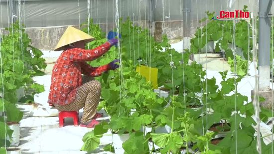 Nông dân Cần Thơ bội thu mô hình trồng Dưa lưới công nghệ cao – THTPCT